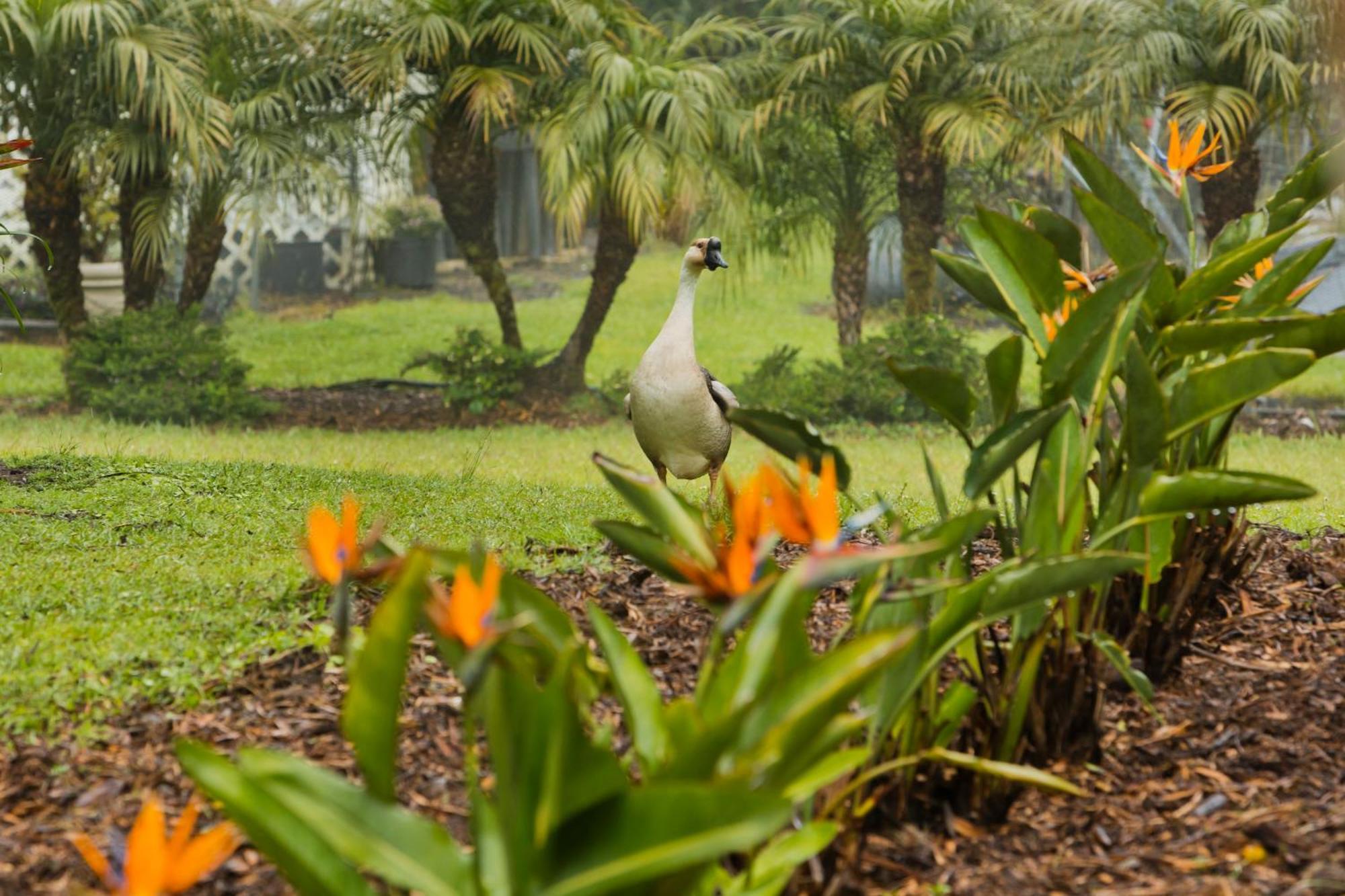 Aloha Junction Bed And Breakfast -Minutes Away From Hawaii Volcanoes National Park Exterior foto